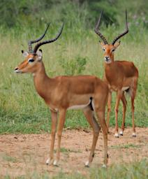 Tarangire Impala P3030846