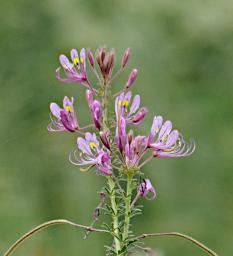 Tarangire Flower Cleome Parvipetala P3030860