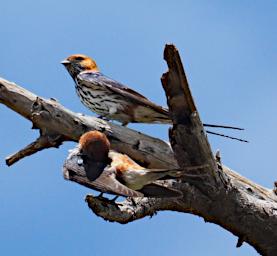 Tarangire Bird Lesser Striped Swallow P3030910