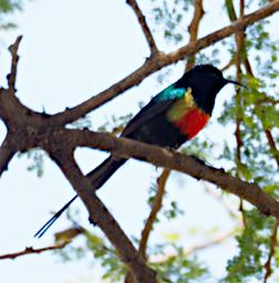 Tarangire Bird Beautiful Sunbird P3030921