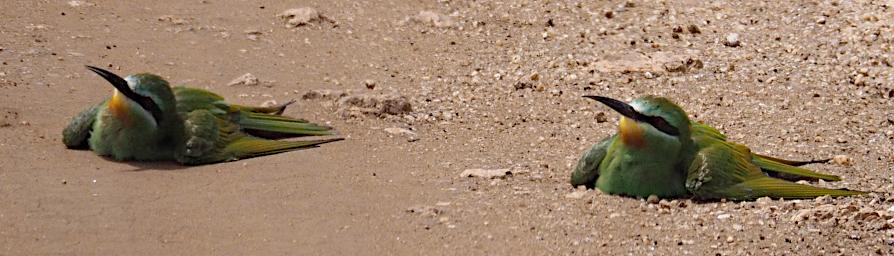 Tarangire Bird Blue Cheeked Bee Eater In Road P3030954
