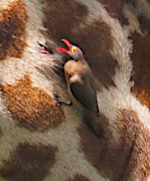 Tarangire Bird Red Billed Oxpecker Giraffe P3030962