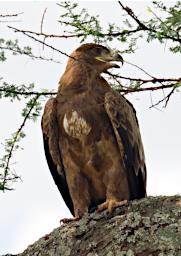 Tarangire Bird Tawny Eagle P3030980