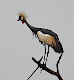 Tarangire Bird Grey Crowned Crane P3031019