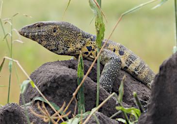 Tarangire Lizard P3041033