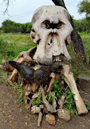 Tarangire Elephant Skull