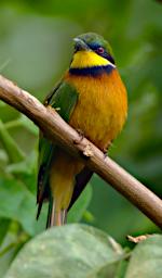 Tarangire Bird Little Bee Eater