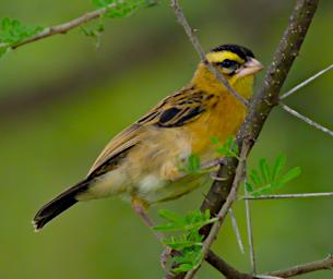 Tarangire Bird Xxx Vitelline Masked Weaver F