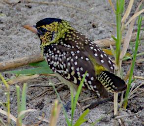 Tarangire Bird DArnauds Barbet