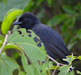 Tarangire Bird Slate Colored Boubou