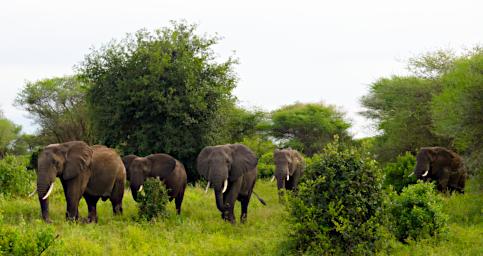 Tarangire Elephants