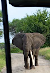 Tarangire Elephant