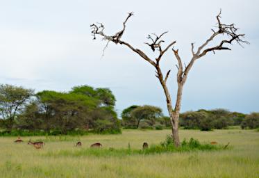 Tarangire Waterbuck