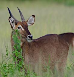 Tarangire Waterbuck