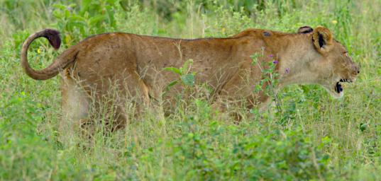 Tarangire Lion