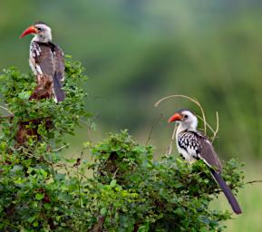 Tarangire Bird Red Billed Hornbill