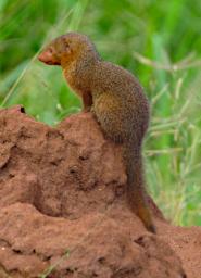 Tarangire Dwarf Mongoose