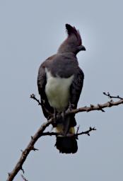 Tarangire Bird White Bellied Go Away Bird