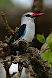 Tarangire Bird Woodland Kingfisher