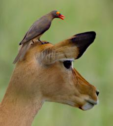 Tarangire Bird Red Billed Oxpecker