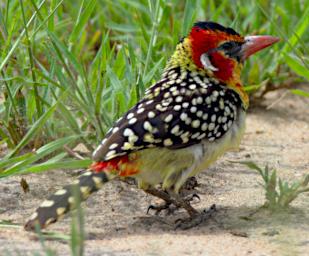 Tarangire Bird Red And Yellow Barbet