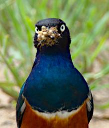 Tarangire Bird Superb Starling Termites