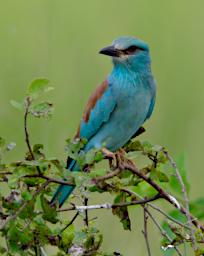 Tarangire Bird European Roller