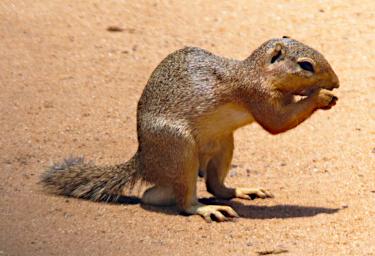 Tarangire Squirrel