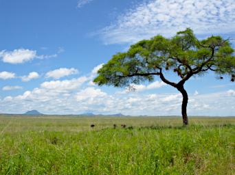 Tarangire Silale Swamp Ol Doinyo Sambu