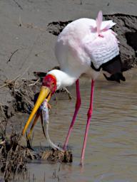 Tarangire Bird Yellow Billed Stork