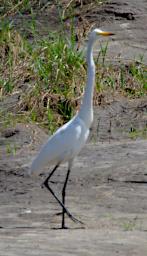 Tarangire Bird Intermediate Egret