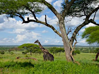 Tarangire Giraffes