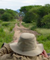 Tarangire Giraffes