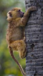 Tarangire Olive Baboon