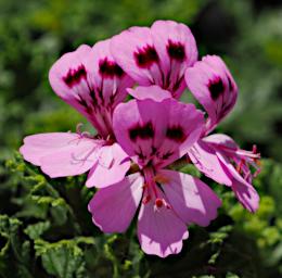 WKili Flower Xxx Pink P3061134