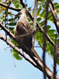 WKili Bird Xxx Speckled Mousebird P3061155
