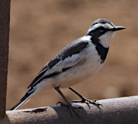 WKili Bird African Pied Wagtail P3061196