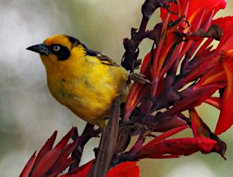 WKili Bird Baglafecht Weaver P3061197