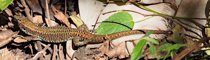 WKili Xxx Lizard P3061199