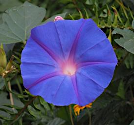 WKili Flower Morning Glory P3061212