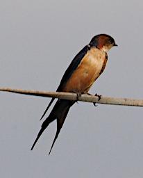 WKili Bird Red Rumped Swallow P3061216