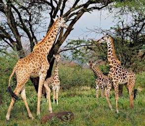 WKili Giraffes P3061225