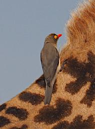 WKili Bird Red Billed Oxpecker P3061226