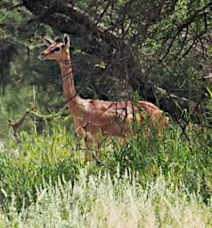 WKili Gerenuk P3071256