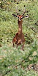 WKili Gerenuk P3071279