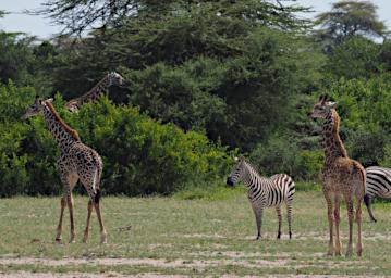 WKili Giraffe Zebra P3071300