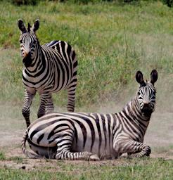 WKili Zebra P3071311