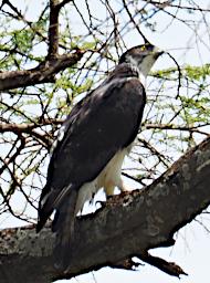 WKili Bird Xxx Raptor P3071313