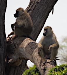 WKili Baboon P3071327