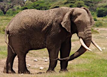WKili Elephant P3071333